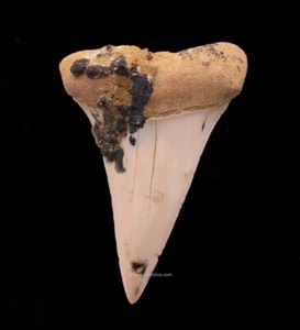 C. hastalis Ancestral Great White Bakersfield 1,67"" 2043 - Bild 1 von 2