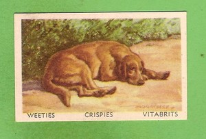 1949 FAVOURITE DOG CARD #22 - YELLOW LABRADOR
