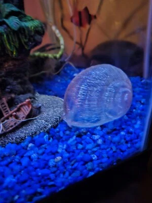 Aquarium seashell, clear, transparent, fish tank decor, lively - Image 1 of 3
