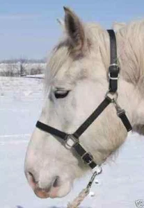 Brahma Webb Beta Draft Horse Halter- Black, Brown, Red, Blue, Purple, etc. - Picture 1 of 5