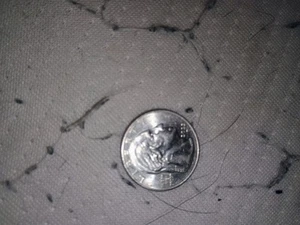 Bessie Quarter Of A Dollar  With The Mint Mistake - Picture 1 of 13