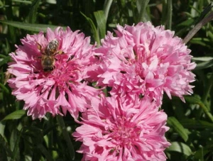 500 Tall Pink Bachelor Button Flower Seeds Cornflower - Picture 1 of 3