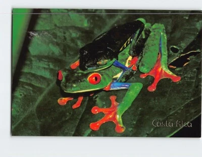 Postcard Red Eyed Leaf Frog - Image 1 of 2