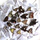 MIXED 138 pcs unmounted Papilionidae real butterfly artwork material CHINA  #P2