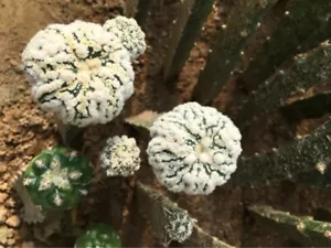 1pz 4-8cm Deinnesto senza radici Astrophytum asterias hanazono raro cactus - Foto 1 di 5