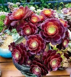 Rosa Negra *corte* 6cm diámetro Aeonium suculenta - Imagen 1 de 10