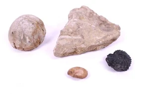 4 tlg. Set Versteinerte Fossilien Seeigel Schnecke Ammonit Muschel Abdrücke - Bild 1 von 3