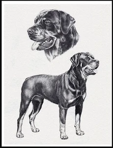 ROTTWEILER LOVELY VINTAGE STYLE DOG ART SKETCH PRINT POSTER - Picture 1 of 1