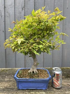 Bonsai Tree Trident Maple 45cm Tall nice thick trunk healthy tree! - Picture 1 of 12