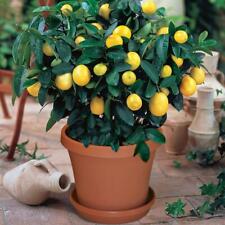 10 Lemon Tree Seeds Relic Lime Potted Plant Rare Fruit Home Garden Bonsai Plants