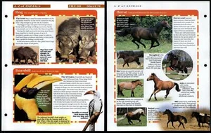 Hog - Horse #74 A-Z Animals, Animals, Animals Fact File Page - Picture 1 of 1