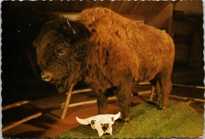 Buffalo mount Fort Macleod Alberta Canada Postcard - Picture 1 of 2