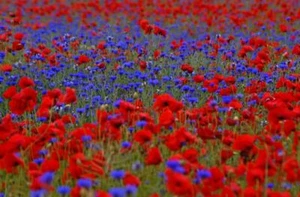20m² Mohn- und Kornblume Mohnwiese Samen Klatschmohn Blaue Kornblume - Bild 1 von 4