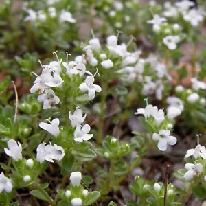 Thymus praecox 'Albiflorus' weißer Thymian im 9 cmTopf Bodendecker Pflanze - Bild 1 von 1