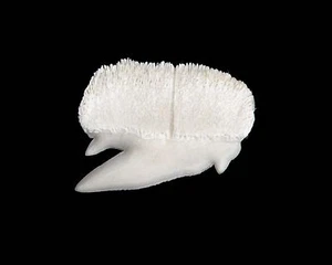Fósil espécimen comparativo diente de tiburón - reciente tiburón zarza Echinorhinus raro - Imagen 1 de 1
