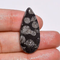 35X25X7 mm M-2540 Splendid Top Grade Quality 100/% Natural Black Fossil Coral Pear Shape Cabochon Loose Gemstone For Making Jewelry 48.5 Ct