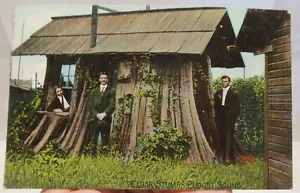CEDAR STUMPS, PUDGET SOUND - Lowman & Hanford Co - POST CARD - #1800 - Picture 1 of 10