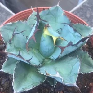 5CM Sukkulente Pflanze Agave Titanota Blauwal Agavaceae Hausgarten wunderschön - Bild 1 von 20