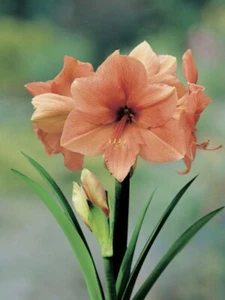 RILONA : HIPPEASTRUM: HEALTHY BULB: $81 Per Bulb:FREE POSTAGE - Picture 1 of 4