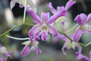 Orchid Plant - Dendrobium - Den. " Pauline "- WOW! - Picture 1 of 5