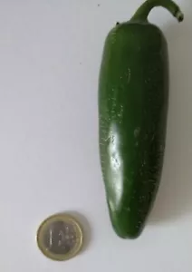 30 SEMILLAS JALAPEÑO JUMBO EXTRA GRANDE CHILE SEEDS PICANTE PIMIENTO - Picture 1 of 11