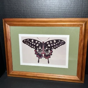 Madagascar Butterfly print framed and matted - Picture 1 of 7