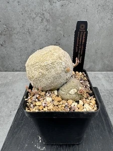 Pseudolithos cubiformis - Imagen 1 de 3