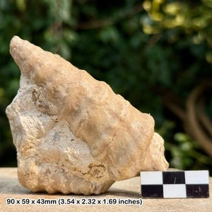 Rare gastropod cassiope lujani fossil – middle cretaceous – spain - Picture 1 of 4