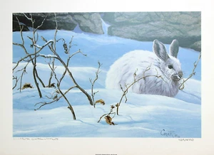 Lissa Calvert Hand Signed Numbered Limited Edition Snowshoe Hare Rabbit 1984 - Bild 1 von 3