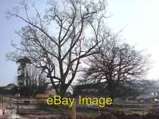 Photo 6x4 Magnolia Tree and Persian Ironwood tree, former South Devon Col c2007