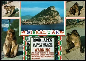 Gibraltar Felsenaffen Warnung Mehrfachansicht Postkarte - Bild 1 von 2