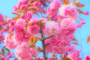 Canvas Art Spring Cherry Blossoms Pink Turquoise Blue Wall Picture Poster Print - Picture 1 of 22