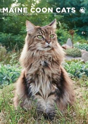 Maine Coon Cats 2026 A3 Calendar