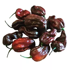 Habanero Chocolate Chili 10 Samen (Ultrascharf) - Bild 1 von 1