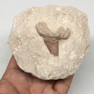 Diente de tiburón fósil Otodus 398 g, 3,5 x 3,8 x 2 montado en matriz @Marruecos, MF1889 - Imagen 1 de 8