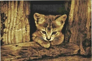 VERY LITTLE KITTEN with VERY DEEP THOUGHTS... Russian postcard - Foto 1 di 1