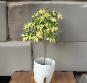 Trinette Variegated Schefflera Live Plants~Arboricola~Umbrella Topiary Plant - Picture 1 of 7