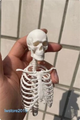 Unassembled 1:6 Full Body Skeleton Skull Model Props For 12" Action Figure Toys - Image 1 of 4