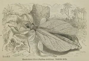 Wandelndes Blatt Phyllium siccifolium Gespenstschrecke Holzstich 1895 Insekten - Bild 1 von 2