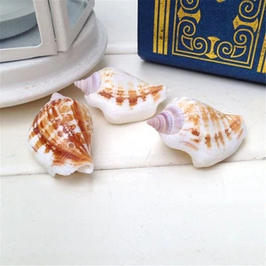 10 piezas Caracoles de mar naturales Strombus caracoles de mar 3 cm -6 cm hágalo usted mismo decoración artesanal - Imagen 1 de 6