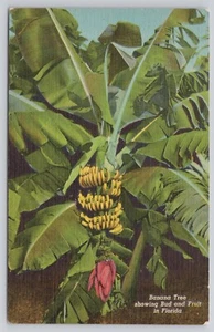 Florida FL - Banana Tree Showing Bud and Fruit Vintage Unposted 1946 Postcard - Picture 1 of 2