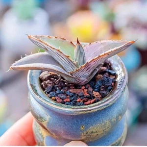 4CM Succulent Agave Plant Agave Albomarginata Agavaceae Home Garden Beautiful - Picture 1 of 16