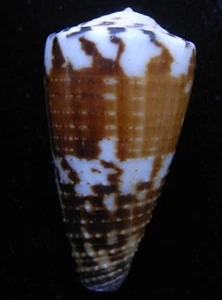 Seashell Conus planorbis vitellus 35/35,5 mm F++ - Imagen 1 de 4