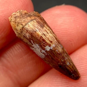 Phytosaur Dino Tooth Fossil Crocodile Dinosaur Teeth New Mexico Triassic - Picture 1 of 4