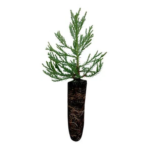 Giant Sequoia Tree - 5-10" Tall Seedling - Live Plant - Sequoiadendron giganteum - Picture 1 of 8