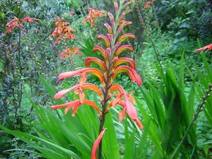 Chasmanthe Aethiopica 8 Seeds, Lesser Cobra Lily African Garden Perennial Plant - Picture 1 of 4