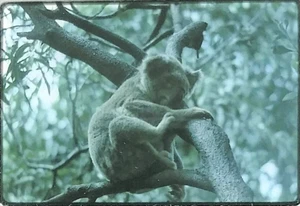 OSWIN-ROBERTS KOALA RESERVE PHILLIP ISLAND AUSTRALIA JAN. 1970 KODACHROME SLIDE - Picture 1 of 3