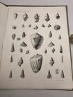 Illustrations des espèces nouvelles de mollusques fossiles de la Tunisie / Arnou