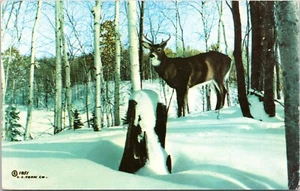 Buck in the Snow, Deer in Wisconsin Vacationland - Postal cromada - Imagen 1 de 2