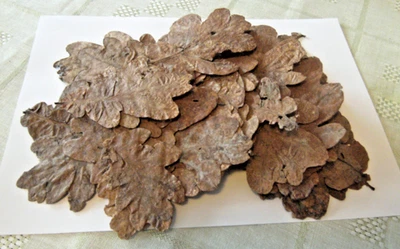 100 Eichenblätter getrocknet gepresst z.B. für Garnelen - Bild 1 von 2